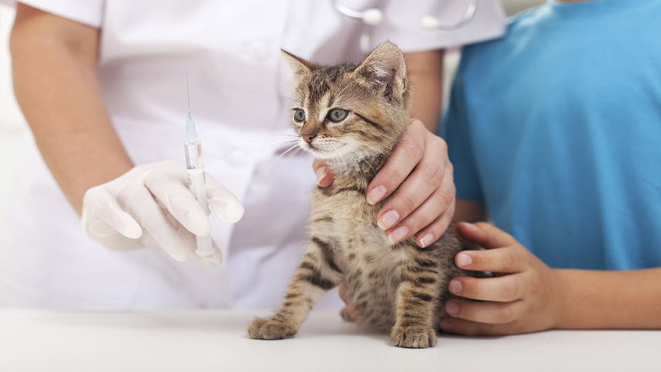 Cần đưa vật nuôi đi tiêm vacxin hàng tháng và kiểm tra định kỳ. Để tránh trường hợp thú nuôi mắc các bệnh nguy hiểm.